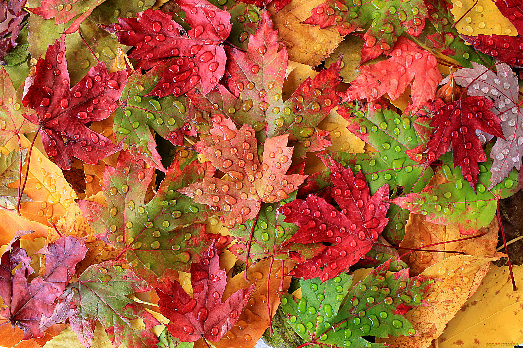 Вот и пришла разноцветная осень. Осенние листья. Красивые осенние листья. Лис осень. Осенняя листва.